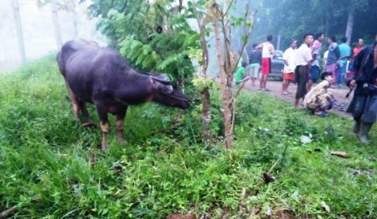Salah satu hewan ternak kerbau yang diamankan oleh polisi dari tangan para pelaku pencurian. (Foto: TitikNOL)