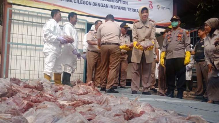 Sebanyak 4,6 ton daging celeng ilegal dimusnahkan Balai Karantina Pertanian Kelas II Cilegon,Senin (23/7/2018). (Foto: TitikNOL)