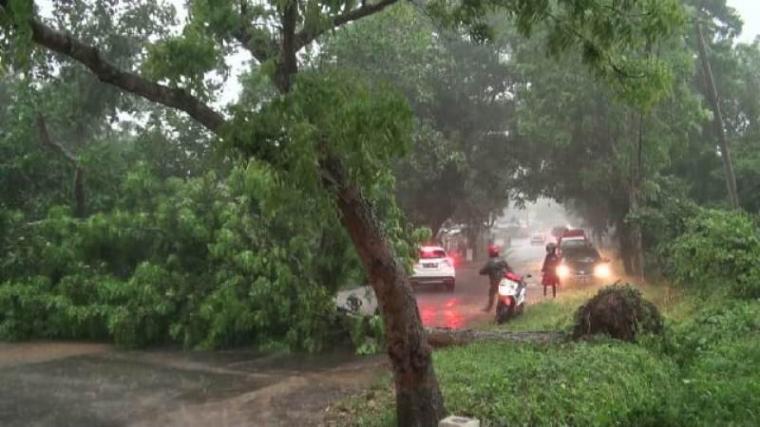 Pohon tumbang akibat hujan deras dan angin kencang tutup akses Jalan Nasional Rangkasbitung - Cigelung. (Foto: TitikNOL)