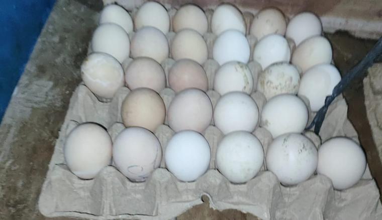 Telur tetas (Hatching Egg) yang beredar di pasaran. (Foto: TitikNOL)