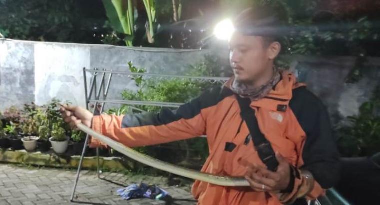 Komunitas Snake Rescue Banten saat amankan ular Lanang atau Tikus sepanjang 170 cm dari rumah warga di Lingkungan Sepang, Ciracas, Kota Serang Banten. (Foto: TitikNOL)