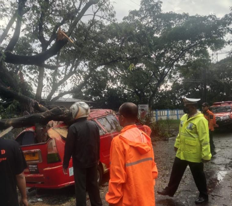 Pohon tumbang yang menimpa angkot di Jalan Raya Merakm (istimewa)