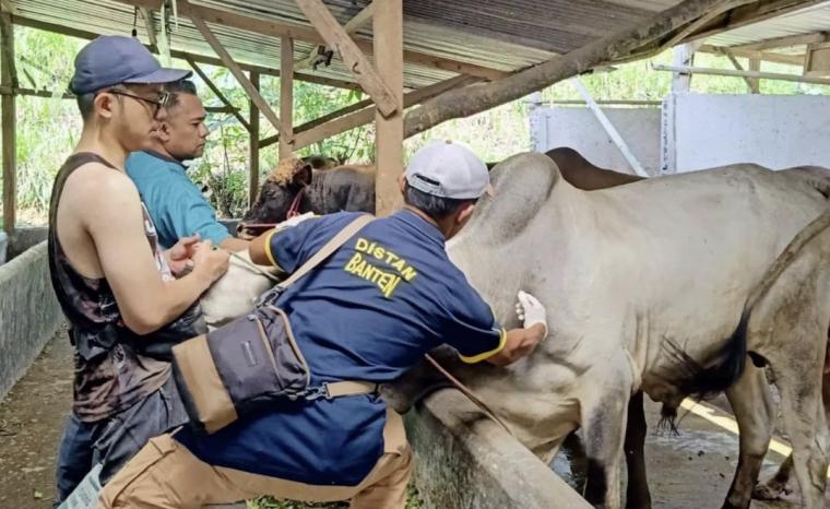 Petugaa dari Dinas Ketahanan Pangan dan Pertanian (DKPP) Kota Cilegon saat melakukan vaksinasi terhadap hewan kurban. (Foto: TitikNOL)