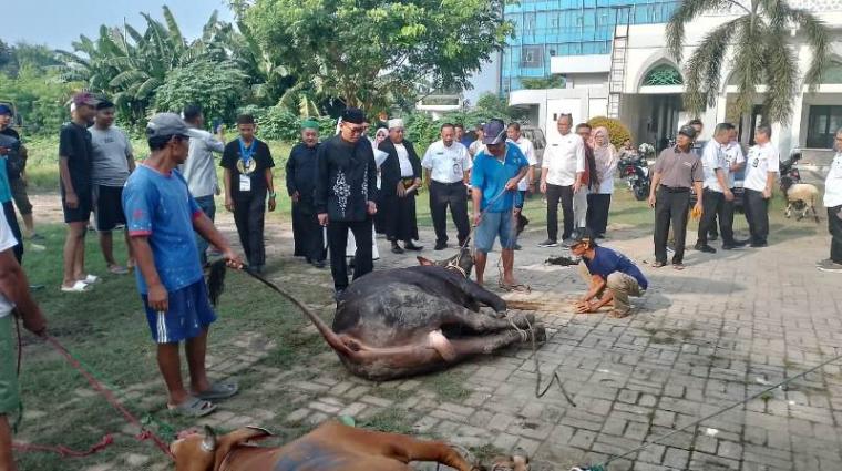 Walikota Cilegon, Helldy Agustian saat memimpin penyembelihan hewan qurban. (Foto: TitikNOL)