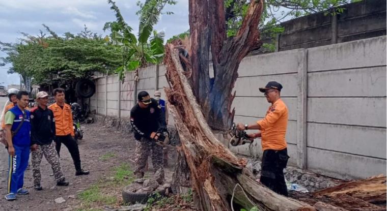 Badan Penanggulangan Bencana Daerah (BPBD) Kota Cilegon saat melakukan evakuasi terhadap pohon tumbang. (Foto: TitikNOL)